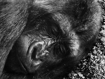 Gorilla sleeping close up face. | Free Photo - rawpixel