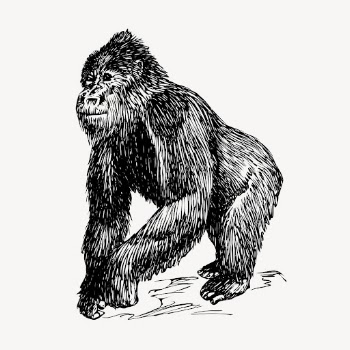 Gorilla, vintage animal clipart vector. | Free Vector Illustration - rawpixel