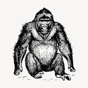 Gorilla, wild animal clipart, vintage | Free Vector - rawpixel