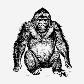 Gorilla, wild animal hand drawn | Free Photo - rawpixel