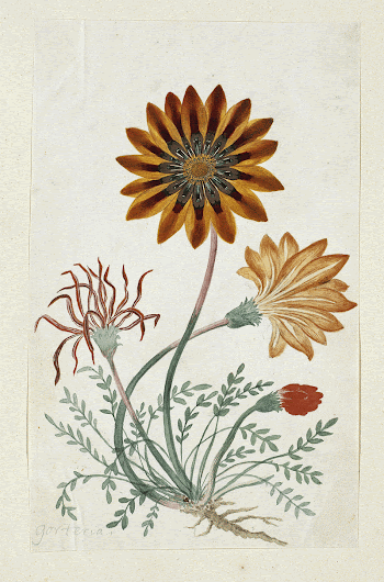 Gorteria diffusa (1777&ndash;1786) painting in high | Free Photo - rawpixel