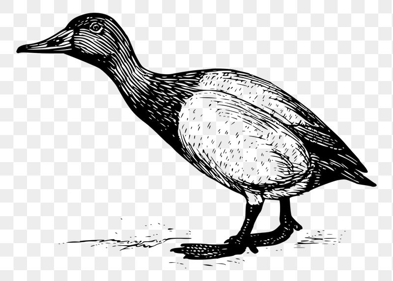 Gosling bird png sticker illustration, | Free PNG - rawpixel