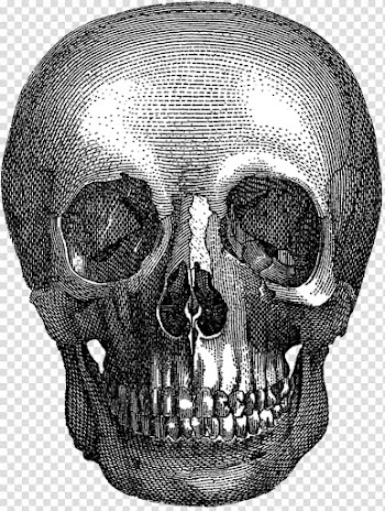 Gothic art Aesthetics Wanelo Skull, halloween skull transparent background PNG clipart