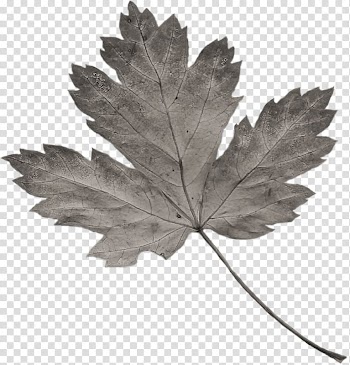 Gothic .nl Leaf Child Maple, feuilles gris transparent background PNG clipart