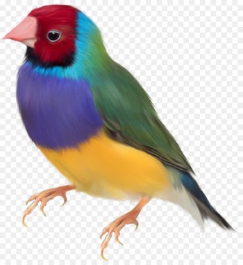 Gouldian finch Bird Clip art - Colored parrot 