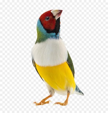 Gouldian finch Zebra finch Bird Domestic canary - Colored parrot feathers 