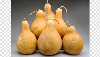 Gourd Calabash Calabaza Pumpkin Cucurbita, bottle gourd transparent background PNG clipart