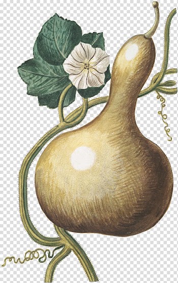 Gourd Calabash Cucurbita, bottle transparent background PNG clipart