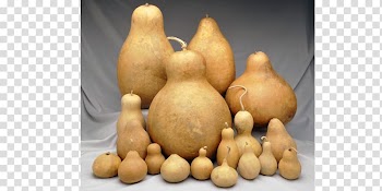 Gourd Mate Pumpkin Cucurbita Zucchini, pumpkin transparent background PNG clipart