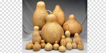 Gourd Winter squash Calabash Mate Pumpkin, pumpkin transparent background PNG clipart