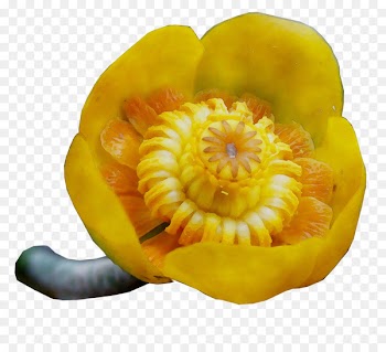 Gourd Winter squash Calabaza Vegetarian cuisine -  