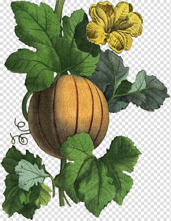 Gourd Winter squash Cucurbita Herb Calabaza, autumn has set in transparent background PNG clipart