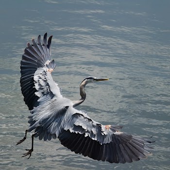 gr_blue_heron_sqr.jpg