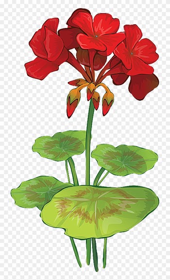 Grab This Free Summer Flower Clip Art - Geranium Flower Vector