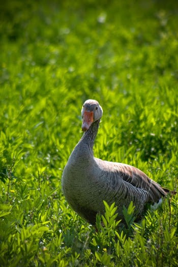 Graceful Goose foraging in Green Grass