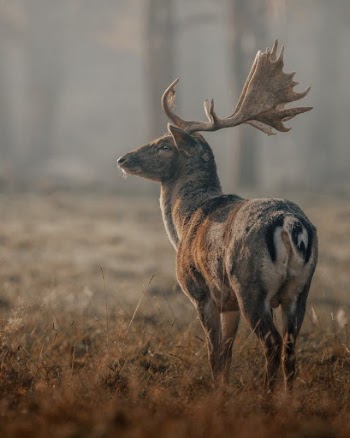 Graceful wild deer on grassy field near trees
