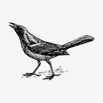Grackle bird hand drawn clipart, | Free Vector - rawpixel