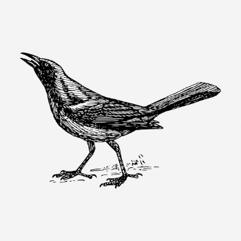 Grackle bird hand drawn illustration. | Free Photo - rawpixel