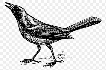 Grackle bird png clipart, animal | Free PNG - rawpixel