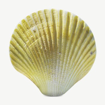 Gradient seashell collage element, isolated | Free PSD - rawpixel
