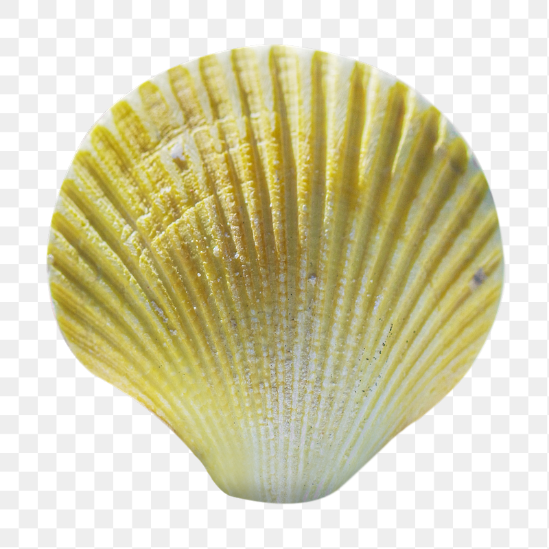 Gradient seashell png sticker, transparent | Free PNG - rawpixel