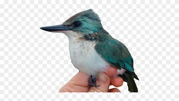 Graduate Student <strong>erica Spotswood's</strong> - Society Kingfisher