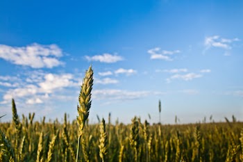 Grain / field