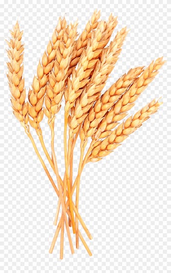 Grains Clipart Sheaf Wheat - Sheaves Of Wheat Clipart