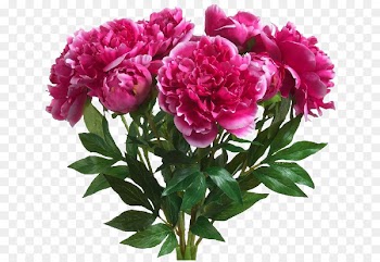 Grandma Birthday Greeting & Note Cards Peony - hydrangea 