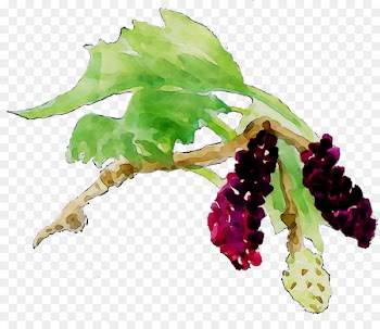 Grape -  
