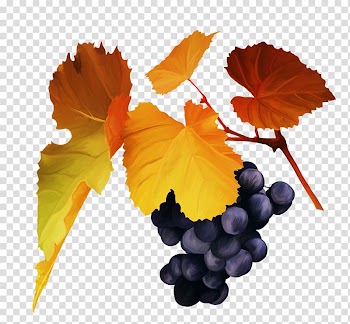 Grape Autumn , grape transparent background PNG clipart