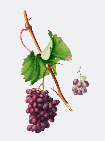 Grape Barbarossa from Pomona Italiana illustr.. | Free stock vector - 487875