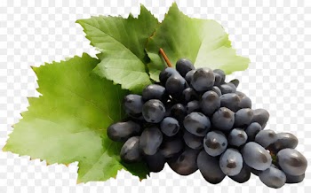 grape grape leaves grapevine family fruit plant