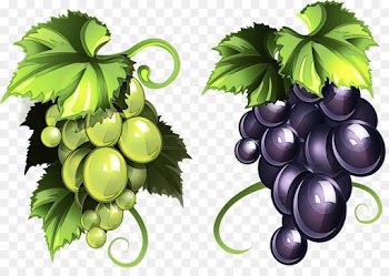 grape grape leaves grapevine family leaf fruit