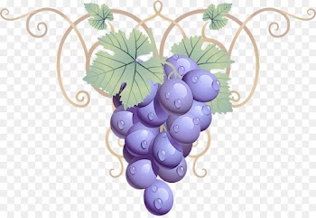 grape grape leaves grapevine family vitis plant