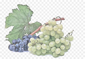grape grape leaves seedless fruit grapevine family plant