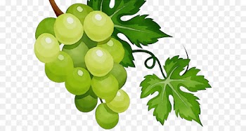 grape grape leaves seedless fruit grapevine family plant