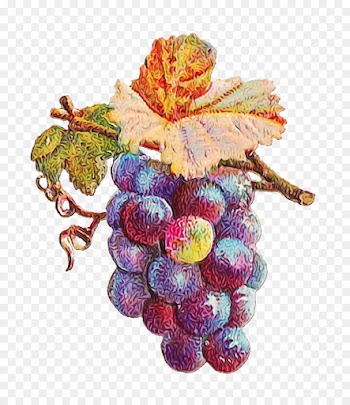 grape grapevine family fruit leaf vitis