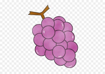 grape grapevine family purple violet vitis