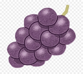 grape grapevine family purple vitis violet
