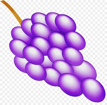 grape grapevine family violet purple fruit