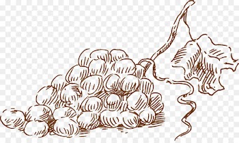 Grape Icon - Sketch grapes 