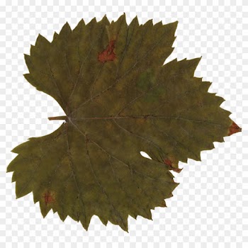 Grape Leaf Clip Art Transparent - Maple Leaf