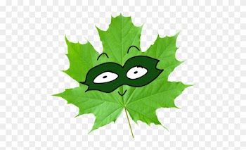 Grape Leaf Clipart - 4 Major Functions Of Leaves