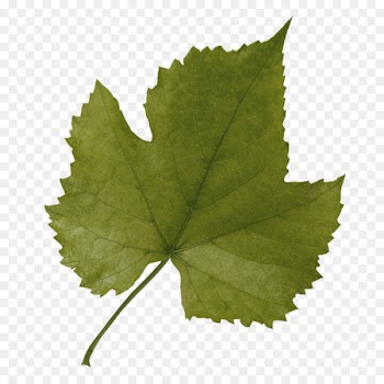 Grape leaves Grapevines Leaf Plane trees - salix alba leaf 
