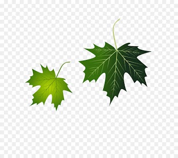 Grape leaves Leaf - Grape leaf vector 