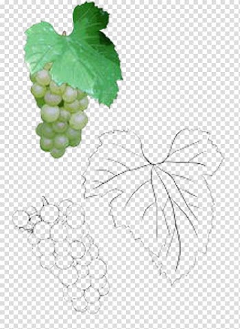 Grape leaves Leaf Illustration, Delicious grapes with leaves transparent background PNG clipart
