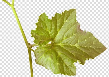 Grape leaves transparent background PNG clipart