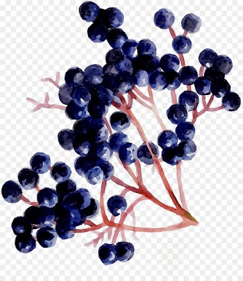 Grape seed extract Zante currant Blueberry Bilberry -  