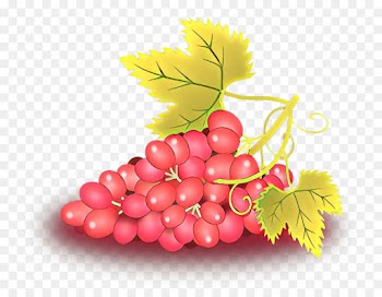grape seedless fruit leaf plant grapevine family